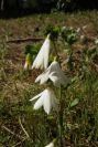 2005-04-04-050-Leucojum-trichophyllum
