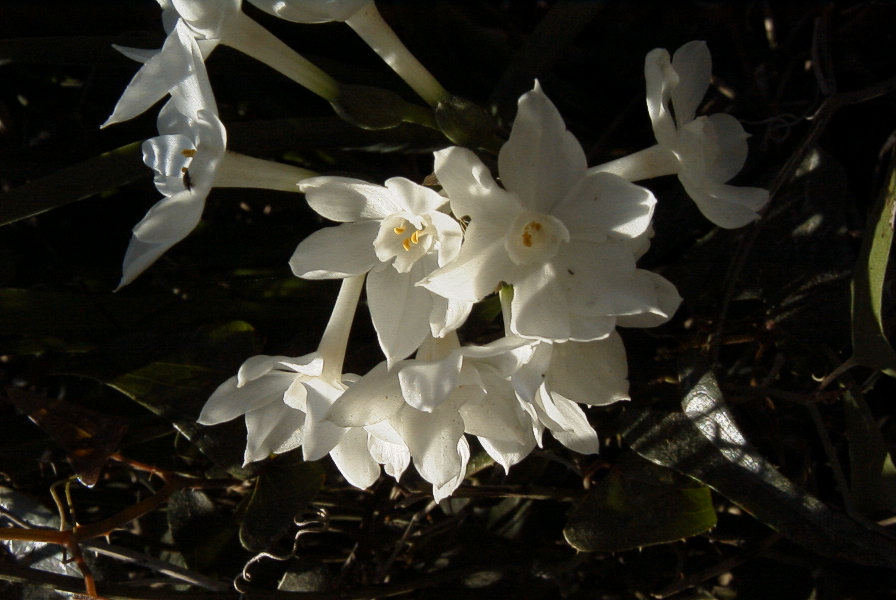 2006-02-13-031-Daffodil