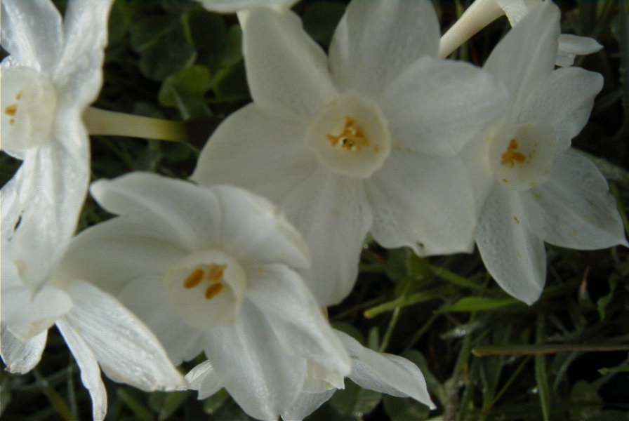 2006-02-14-024-Daffodil