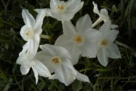 2006-02-14-025-Daffodil