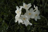 2006-02-14-026-Daffodil