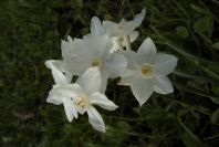 2006-02-14-027-Daffodil