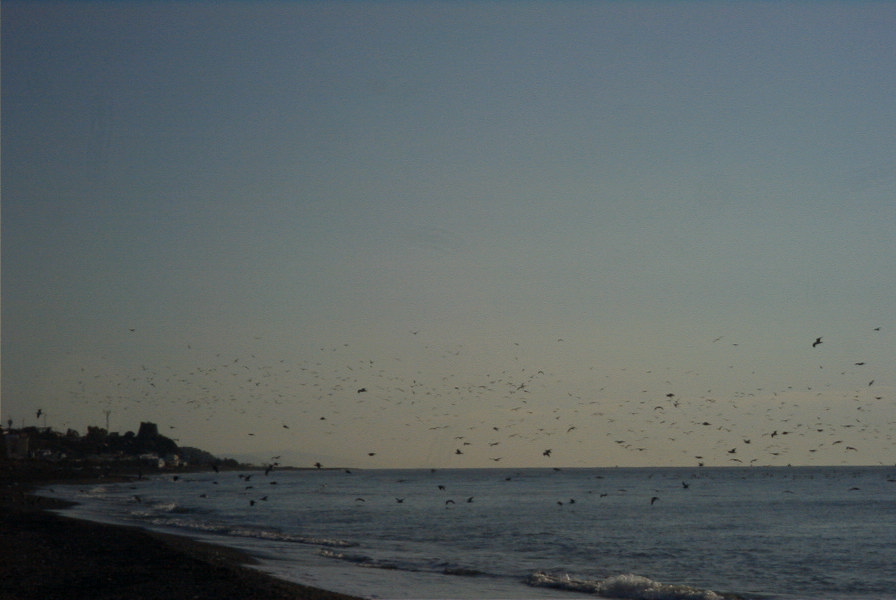 2006-12-22-001-Gulls