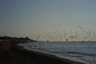 2006-12-22-002-Gulls