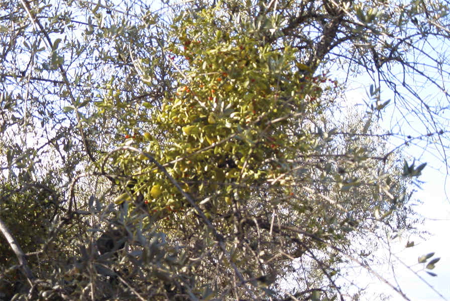 2006-12-22-023-Viscum-Cruciatum-mistletoe