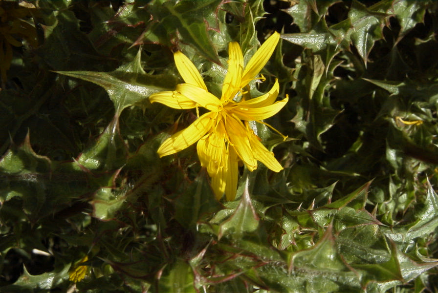 2007-02-12-038-Thistle-daisy