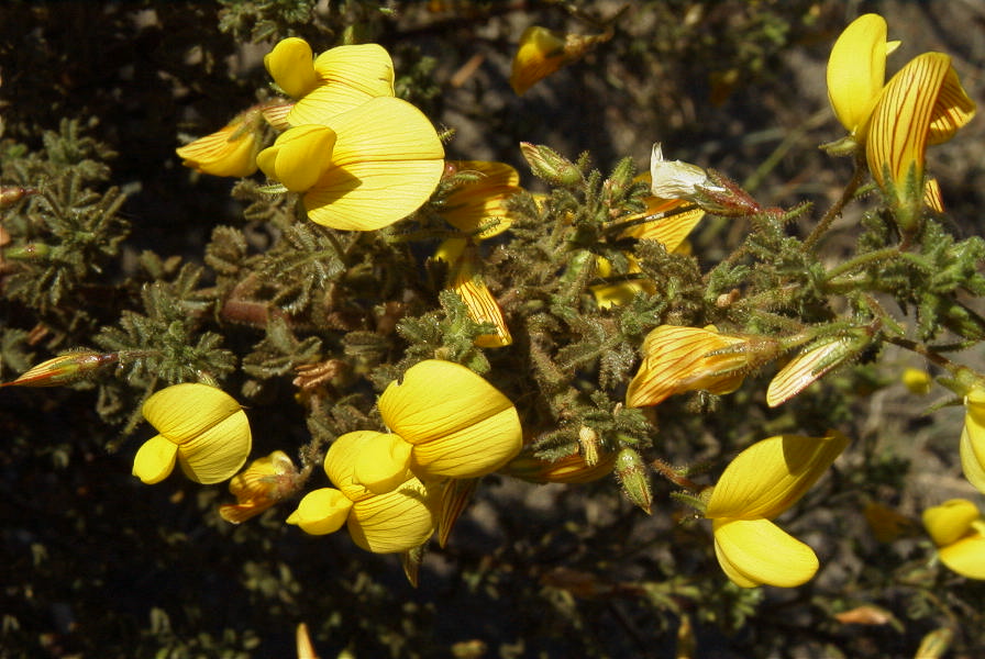 2007-04-03-025-Yellow-unknown