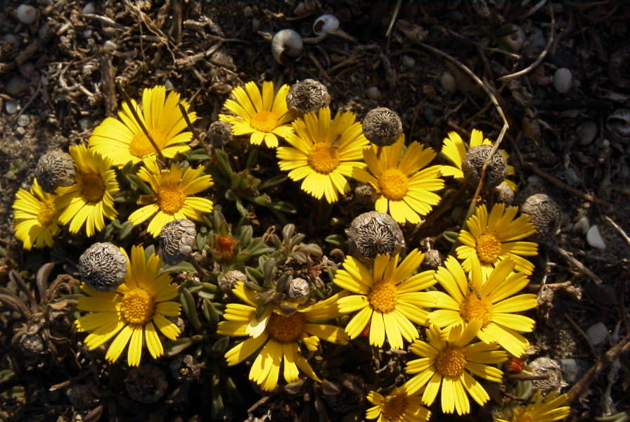 2007-04-04-010-Unknown-yellow