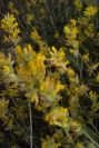2007-04-04-094-Unknown-yellow