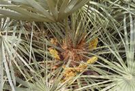 2007-04-04-103-Palm-flowering