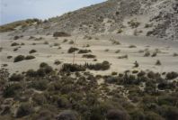 2007-04-04-160-Rampant-dunes