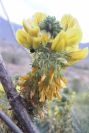 2007-04-08-038-Unknown-Yellow-Pea