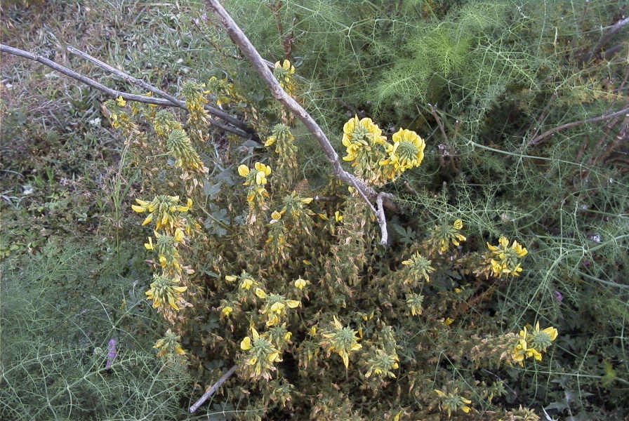 2007-04-08-041-Unknown-Yellow-Pea