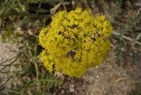 2007-04-08-067-Unknown-Yellow-Umbeliferal