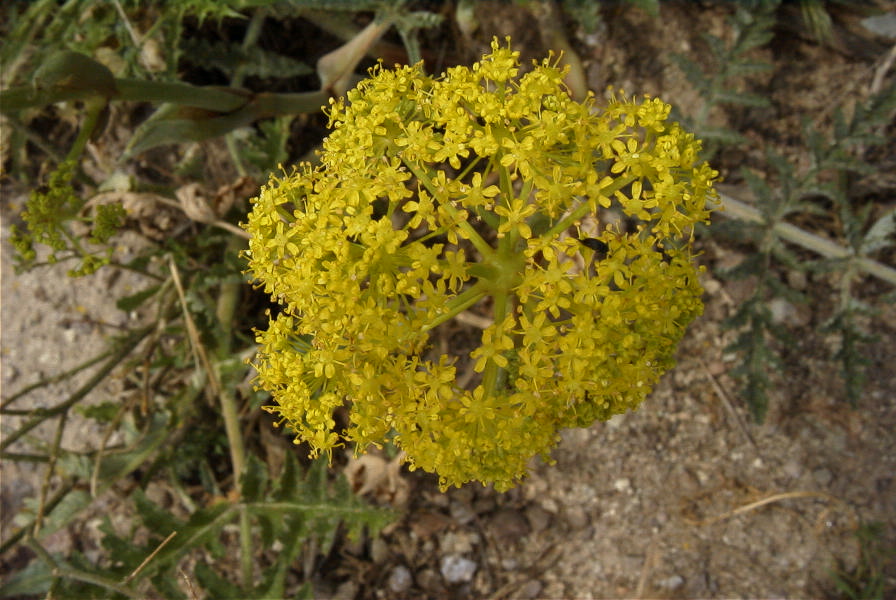 2007-04-08-067-Unknown-Yellow-Umbeliferal