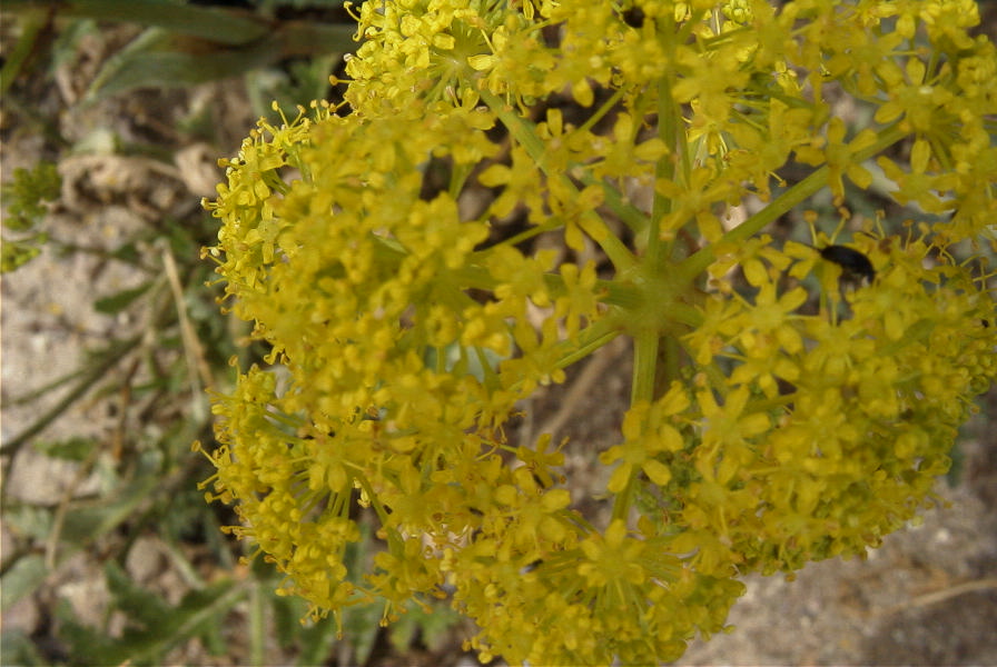 2007-04-08-068-Unknown-Yellow-Umbeliferal