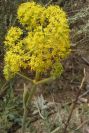 2007-04-08-070-Unknown-Yellow-Umbeliferal