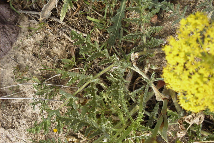 2007-04-08-071-Unknown-Yellow-Umbeliferal
