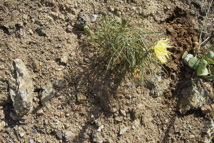 2007-04-08-073-Unknown-Yellow-Daisy