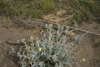 2007-04-08-086-Unknown-Silver-Leaved-Yellow-Daisy
