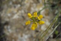 2007-04-10-060-Unknown-Yellow-Pea