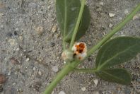 2007-04-11-090-Unknown-White-Bell