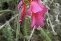 2007-04-11-103-Gladiolus