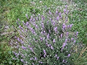 2007-12-24-020-Lavender