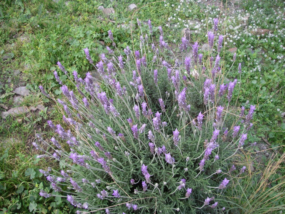 2007-12-24-020-Lavender