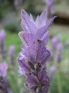 2007-12-24-021-Lavender