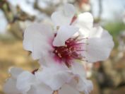 2008-02-15-004-Almond-Blossom