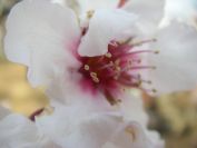 2008-02-15-005-Almond-Blossom