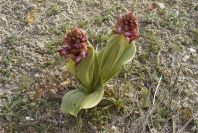 2008-03-23-015-Orchid