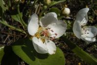 2008-03-23-052-Apple-blossom