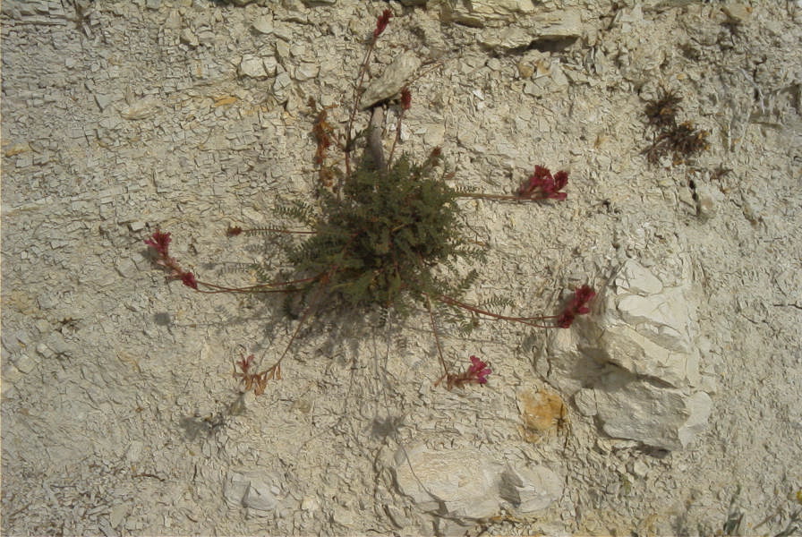 2008-03-23-060-Astragalus-monspessulanus