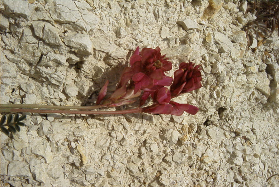 2008-03-23-061-Astragalus-monspessulanus