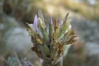 2008-03-23-062-Astragalus-monspessulanus