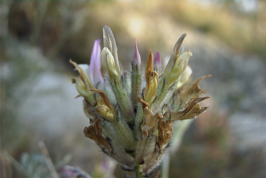 2008-03-23-062-Astragalus-monspessulanus