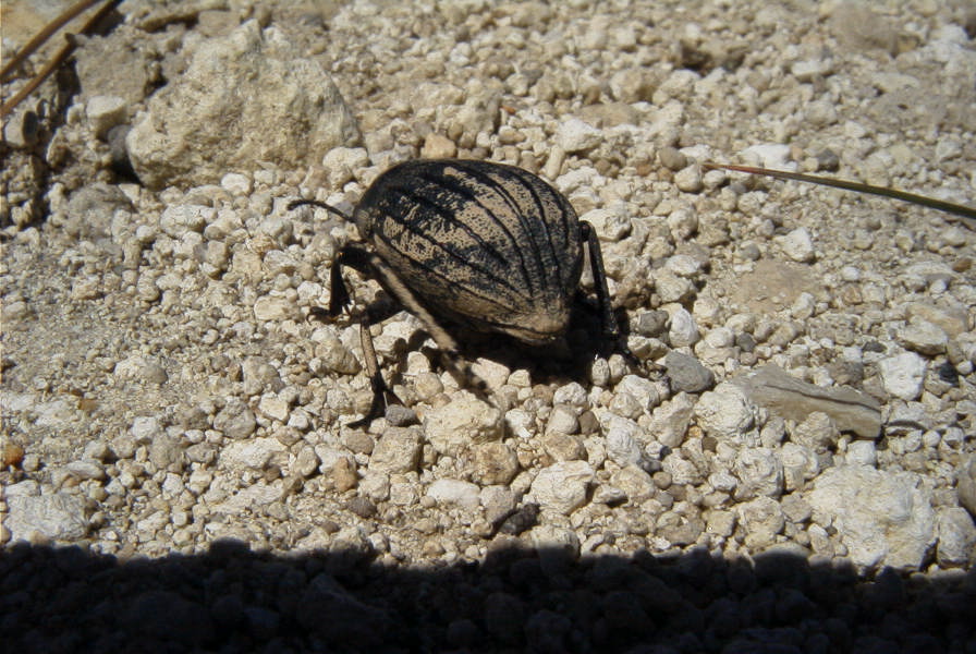 2008-03-23-145-Dung-beetle
