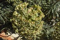 2008-03-23-148-Euphorbia-characias