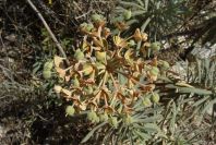 2008-03-23-150-Euphorbia-characias