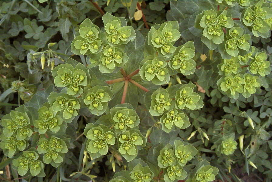 2008-03-23-151-Euphorbia