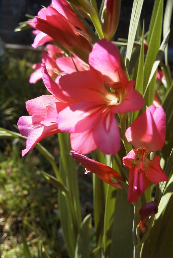 2008-03-23-164-Gladiolus