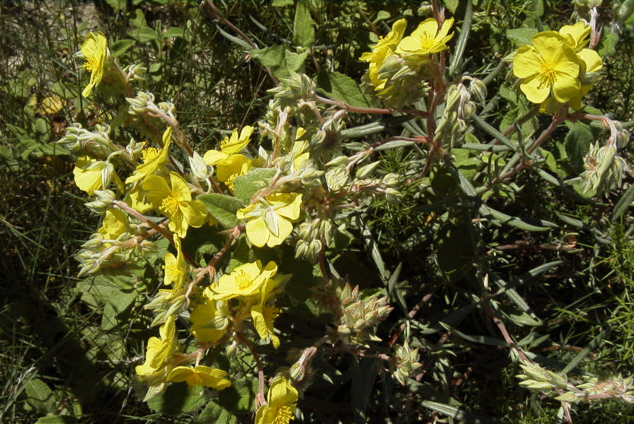 2008-03-23-182-Halimium-atriplicifolium