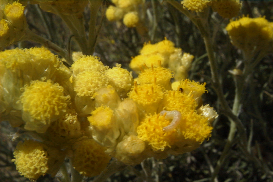 2008-03-23-192-Helichrysum-foetidum