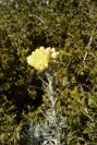 2008-03-23-193-Helichrysum-stoechas