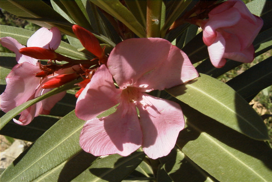 2008-03-23-240-Nerium-oleander