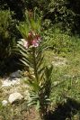 2008-03-23-242-Nerium-oleander