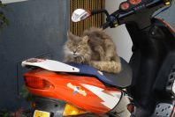 2008-03-23-346-Biker-pussy