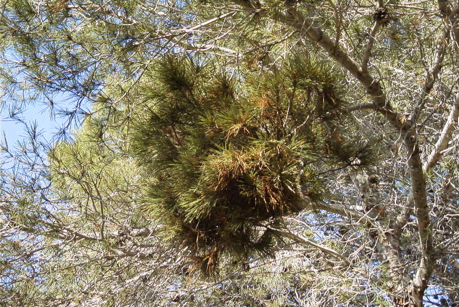 2008-03-23-364-Pine-with-odd-growth